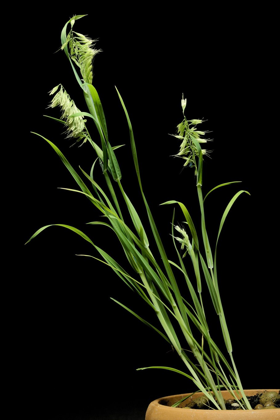 Bromus ciliatus