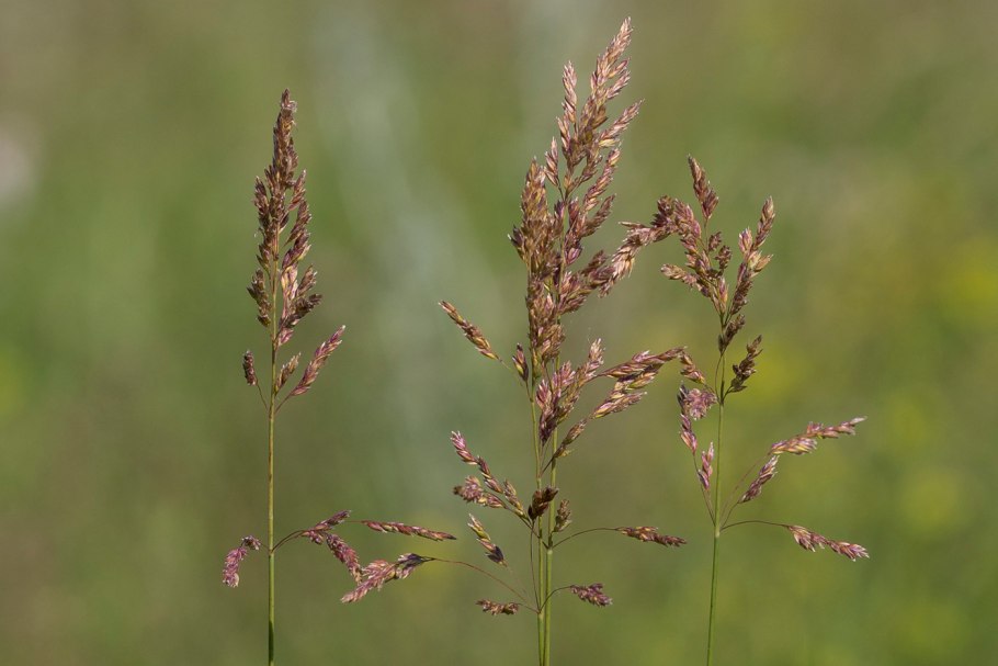 Hordeum pusillum