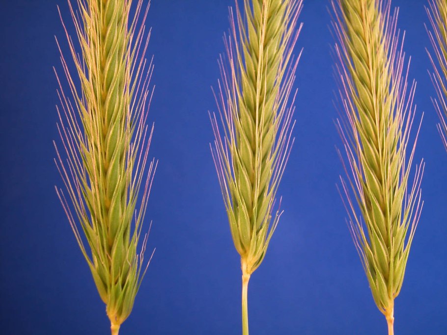 Мятлик узколистный