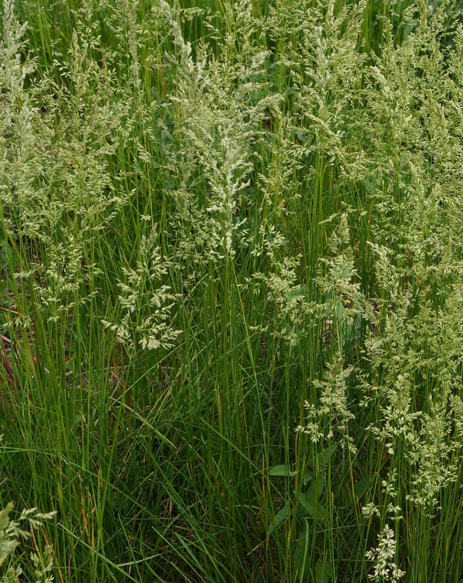 Злаки (Poaceae)