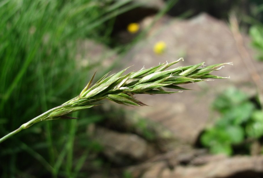 Мятлик Луговой (POA pratensis)