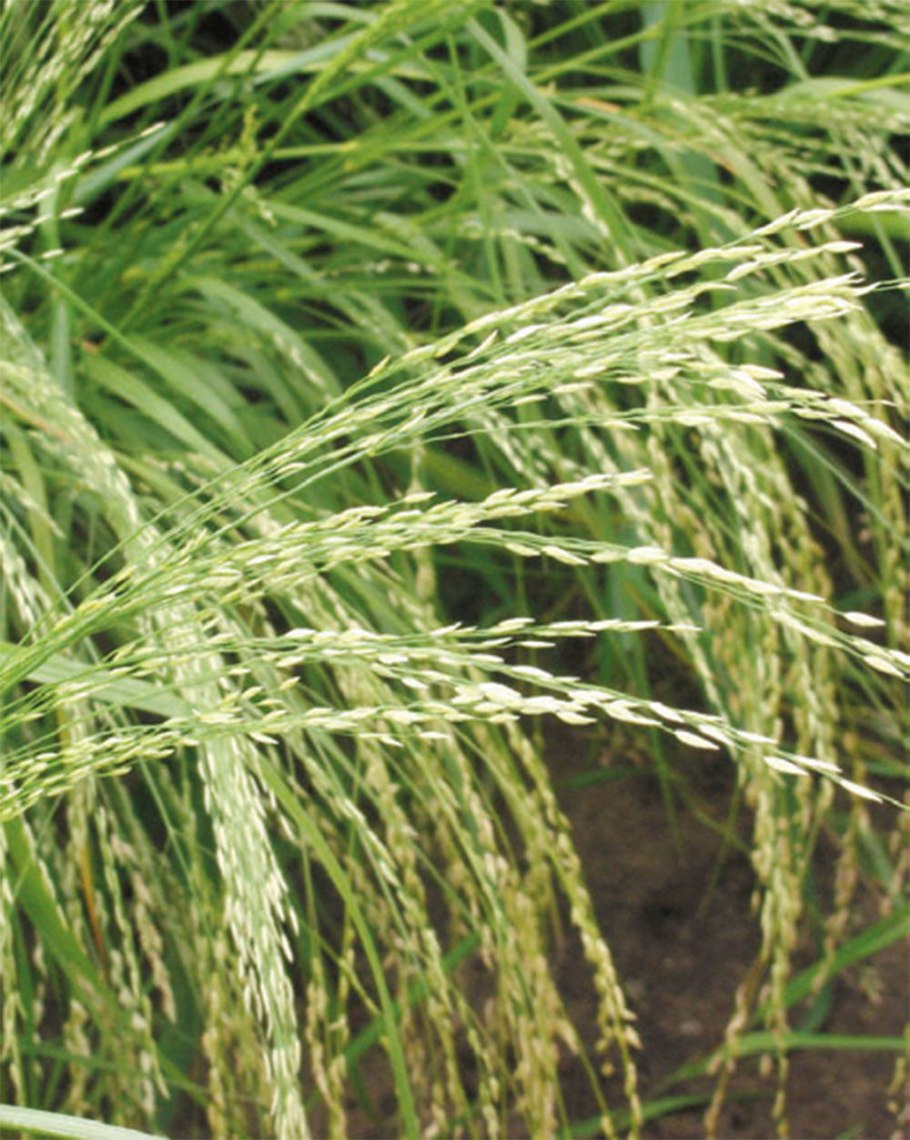 Гребенник гребенчатый