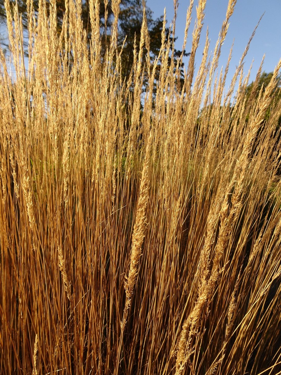 Ячмень гривастый Hordeum jubatum сорт