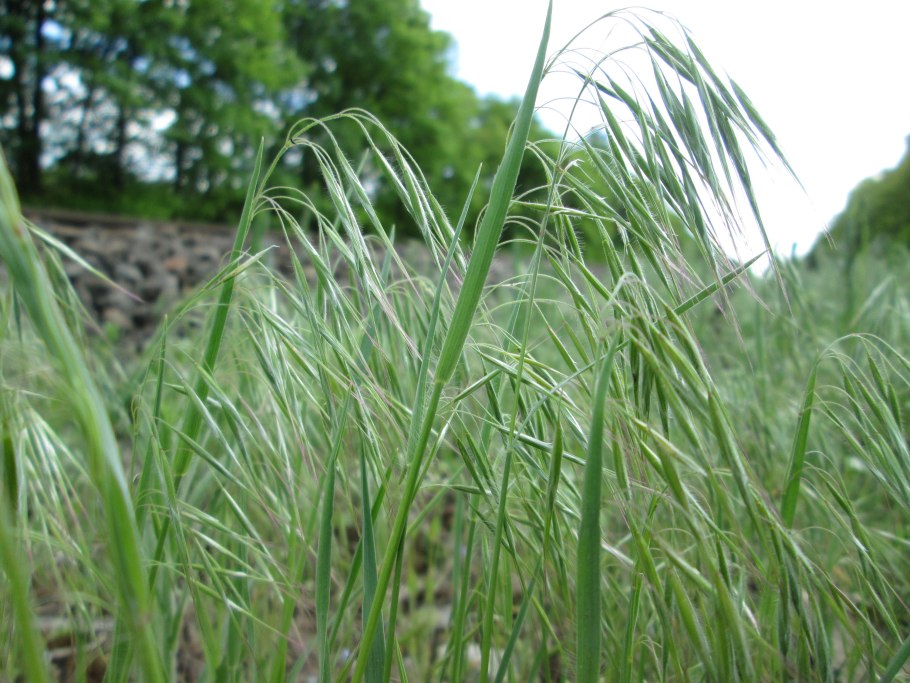 Eragrostis australasica