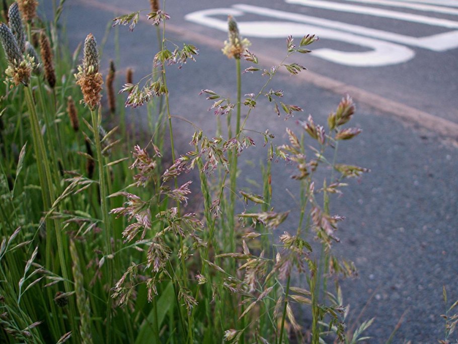 Вейник Наземный Ботаническая иллюстрация