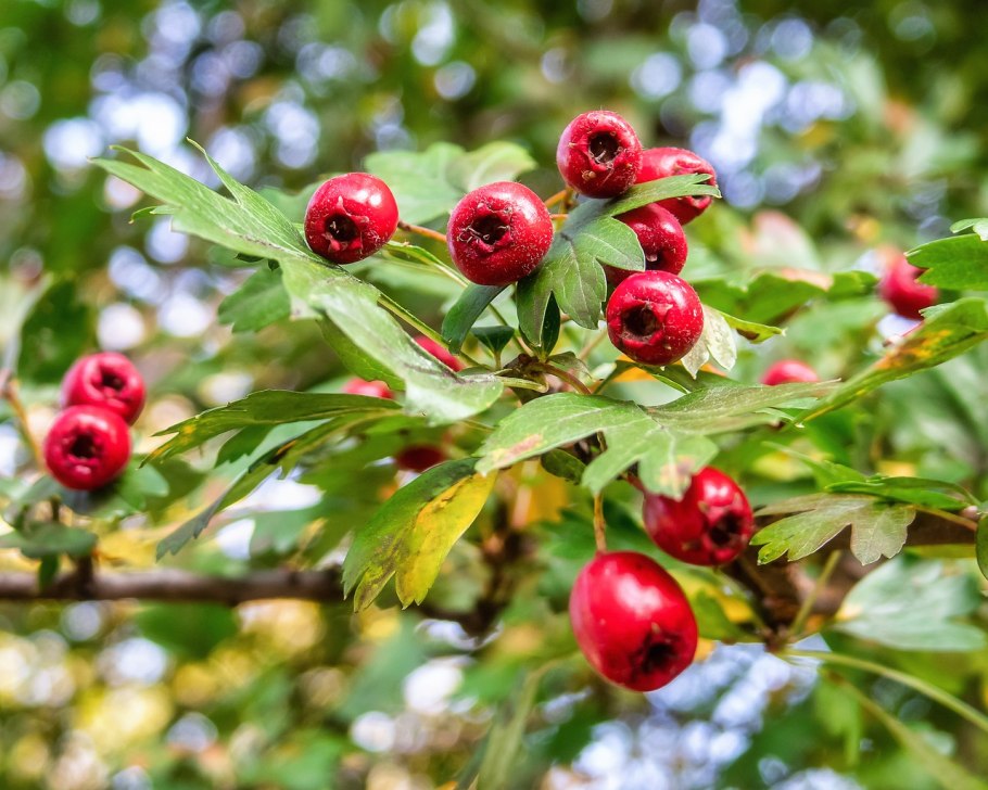 Боярышник кустарник изгородь