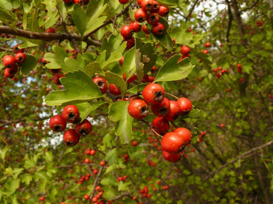 Боярышник Crataegus laevigata