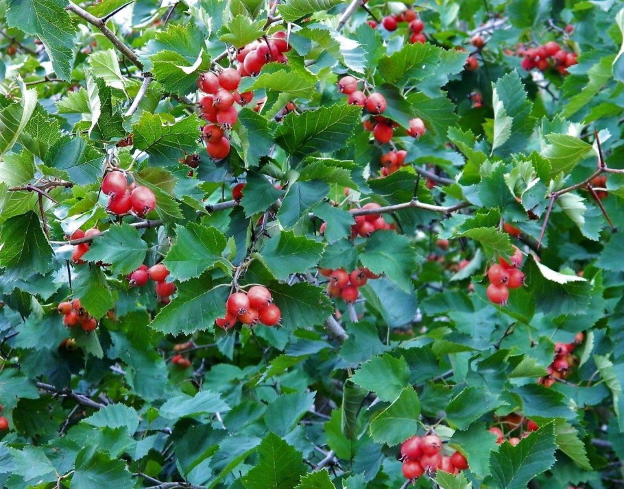 Боярышник Максимовича (Crataegus maximowiczii)