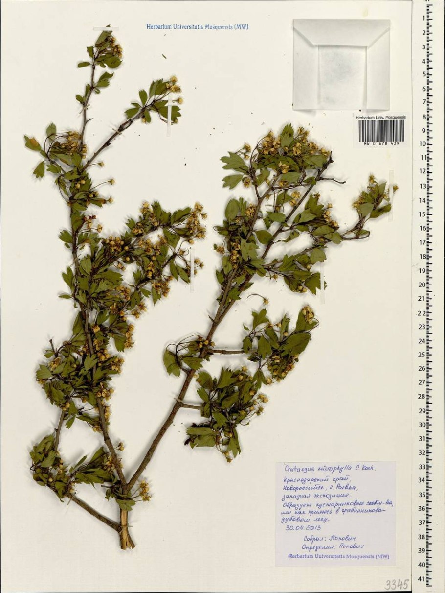 Sorbus Intermedia листья