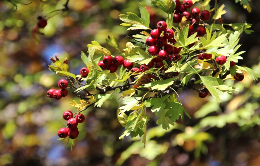 Боярышник (Crataegus)