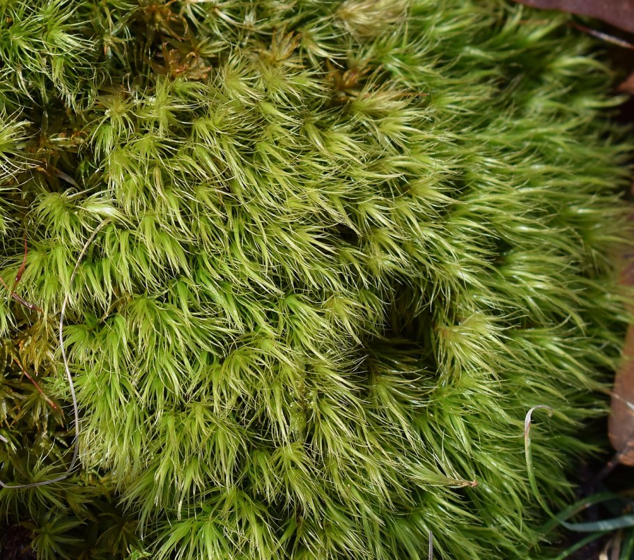 Polytrichum commune (Кукушкин лён обыкновенный)