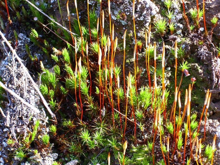 Polytrichum piliferum