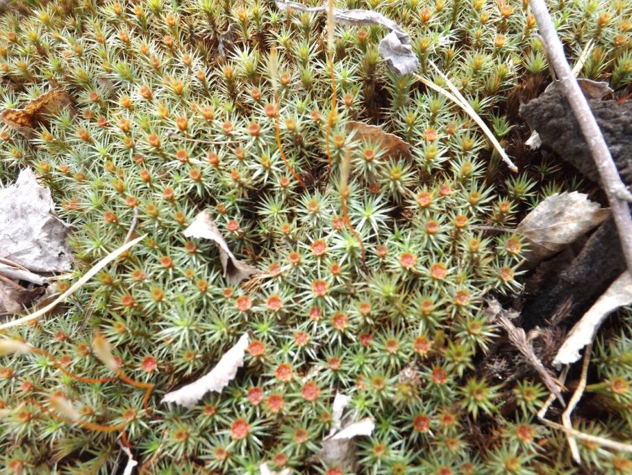 Polytrichum juniperinum