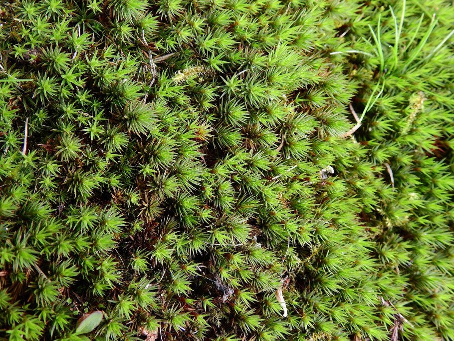 Polytrichum juniperinum Hedw.