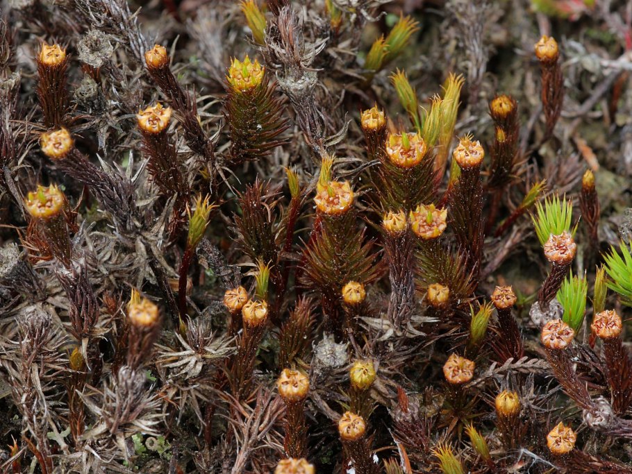 Polytrichum juniperinum