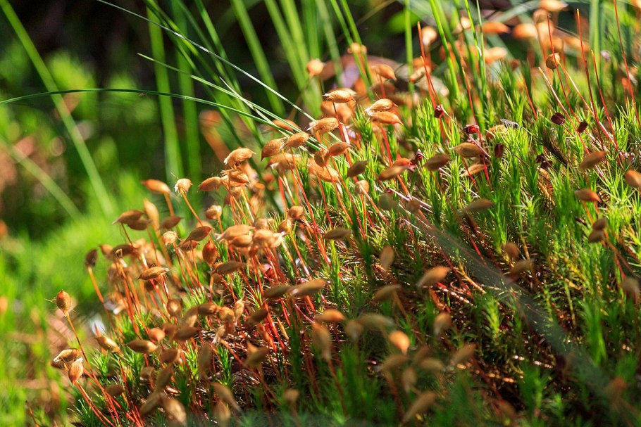 Polytrichum commune спорогоний