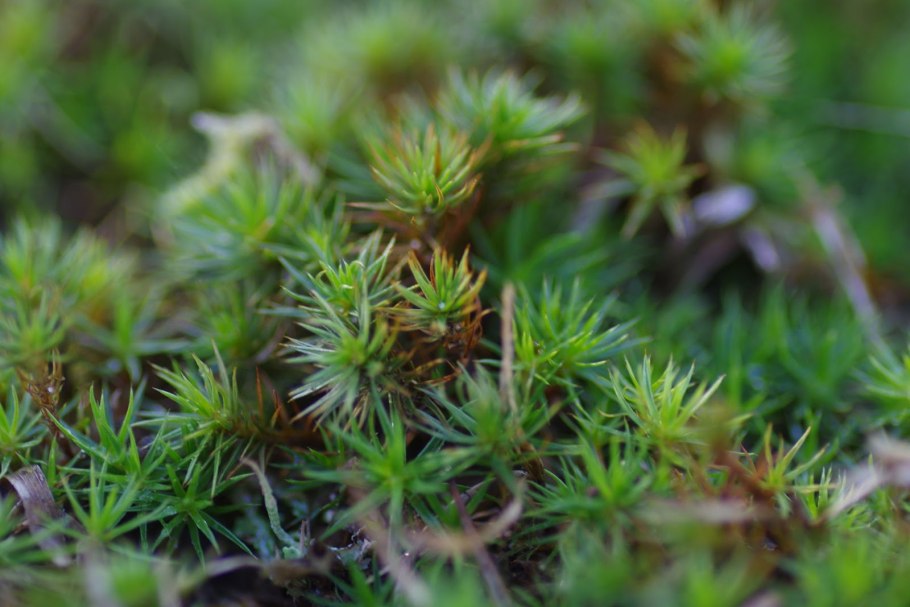 Polytrichum juniperinum