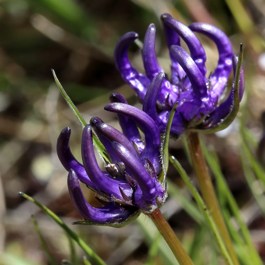 Кольник Шейхцера (Phyteuma scheuchzeri)