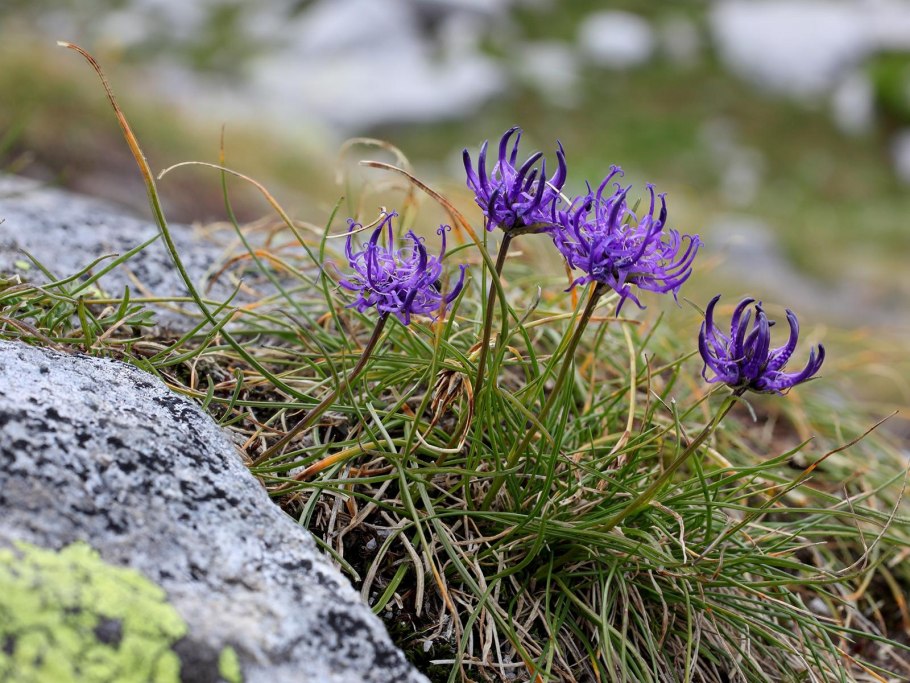 Кольник Шейхцера (Phyteuma scheuchzeri)