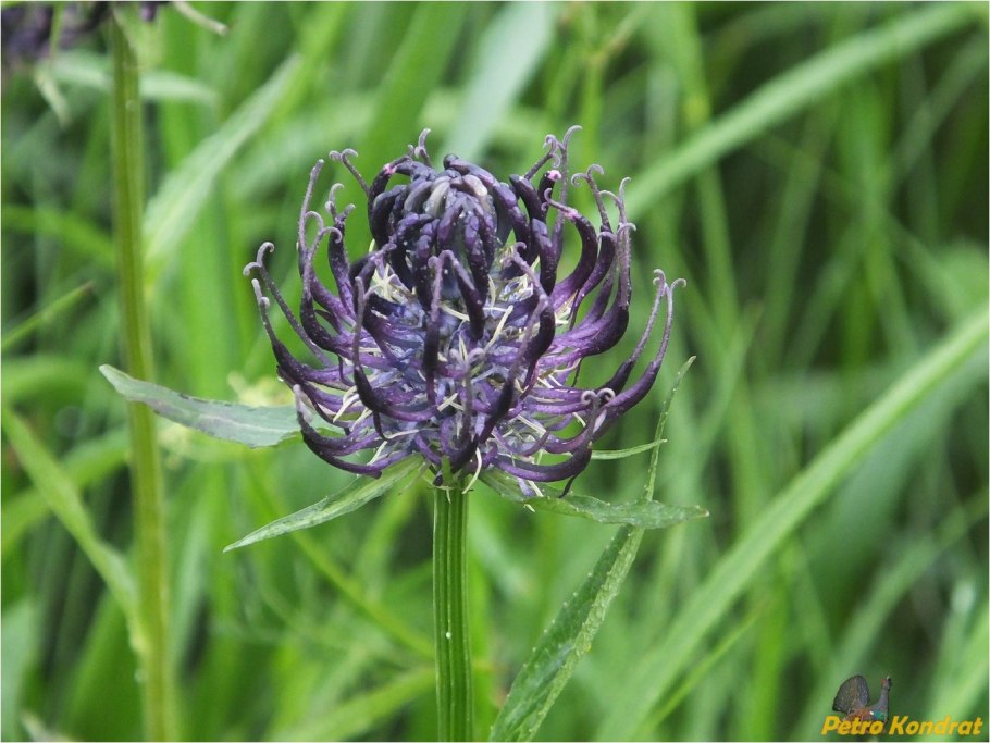 Кольник чармеллии