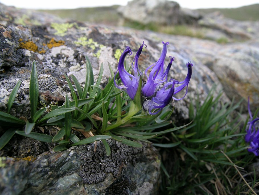 Phyteuma scheuchzeri