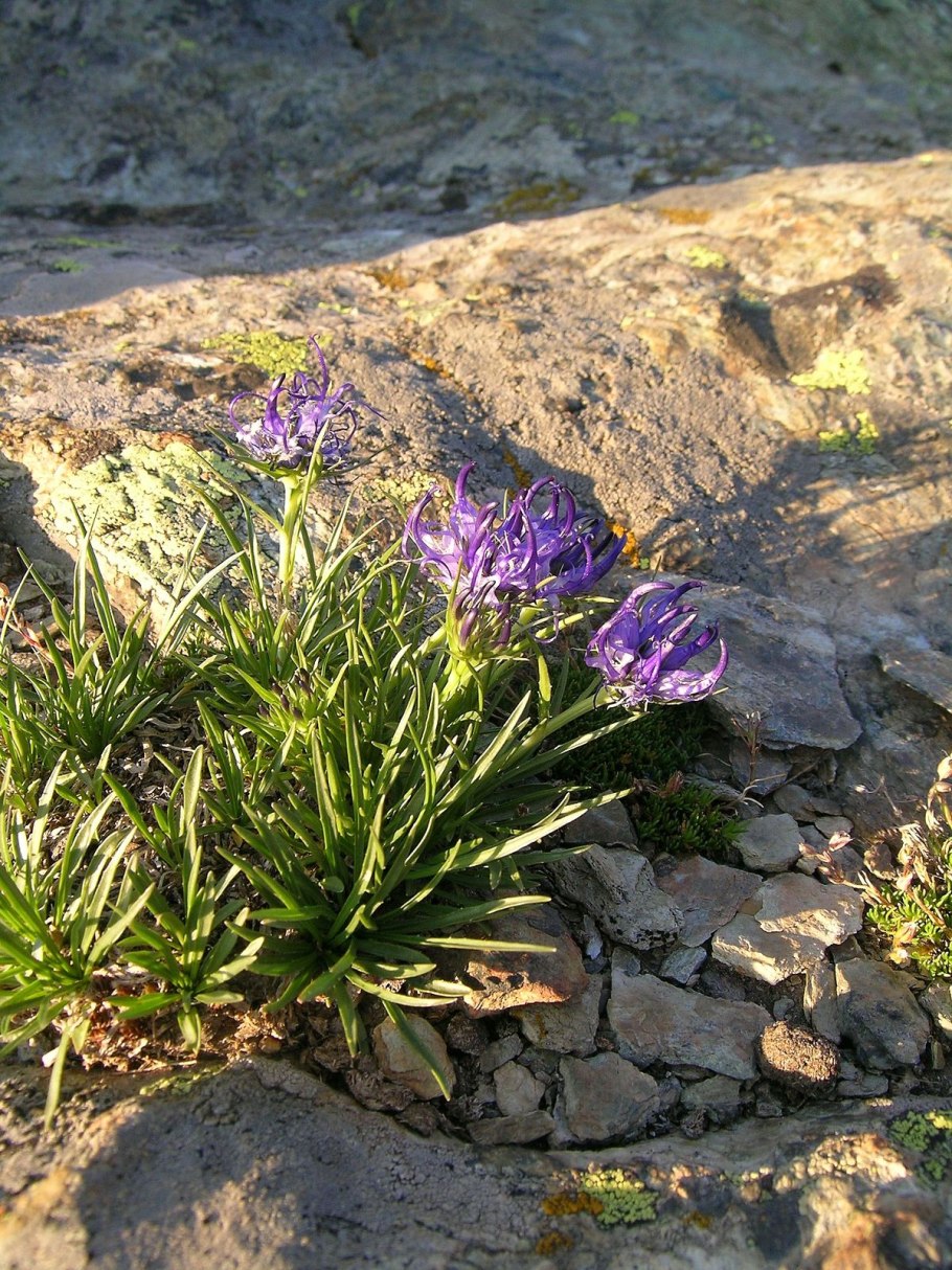 Физоплексис (Кольник) хохлатый (Physoplexis comosa)
