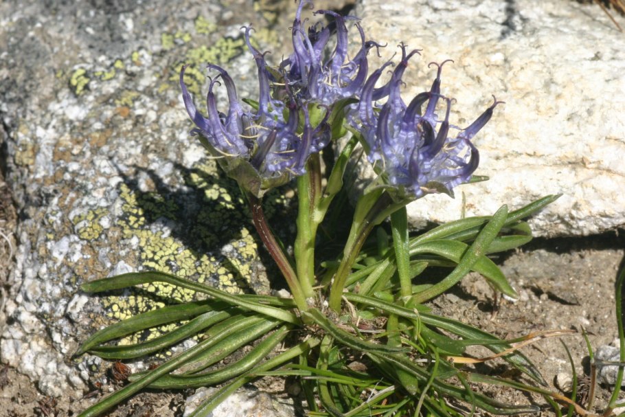 Кольник колосковый