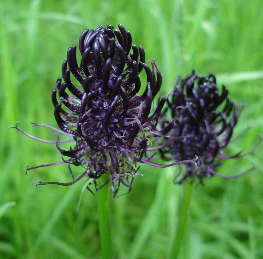 Phyteuma hemisphaericum