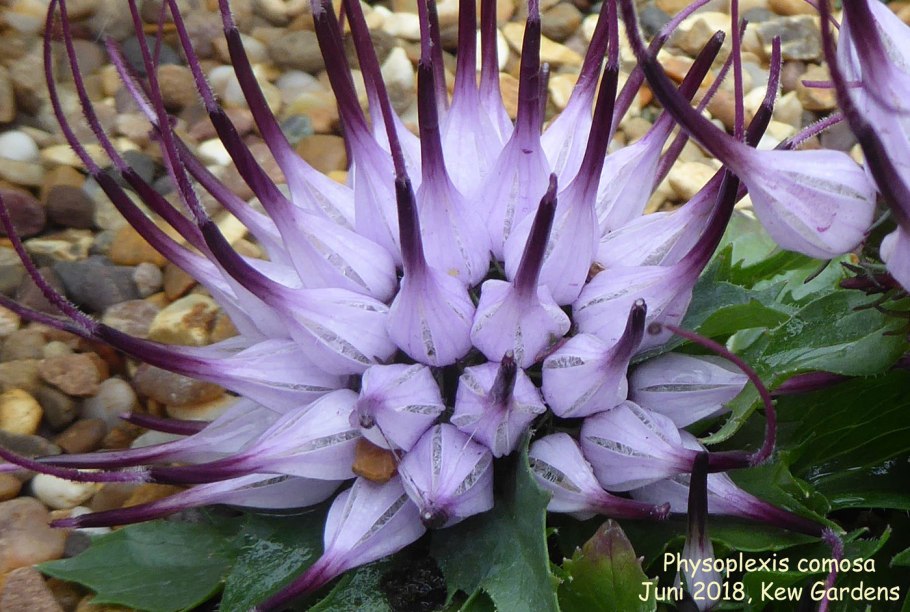 Физоплексис Physoplexis comosa