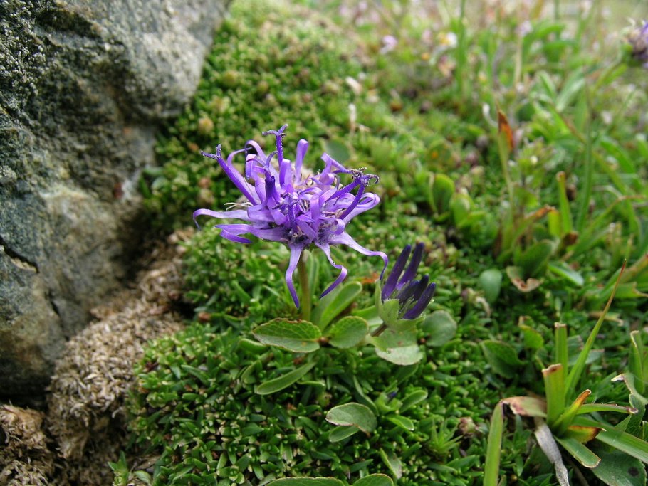 Кольник спутанный