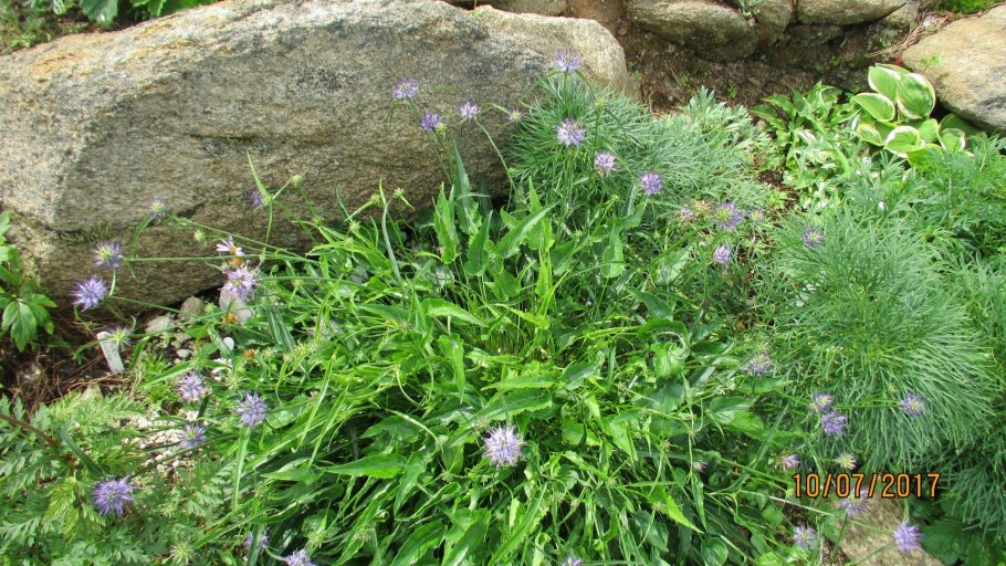 Кольник хохлатый