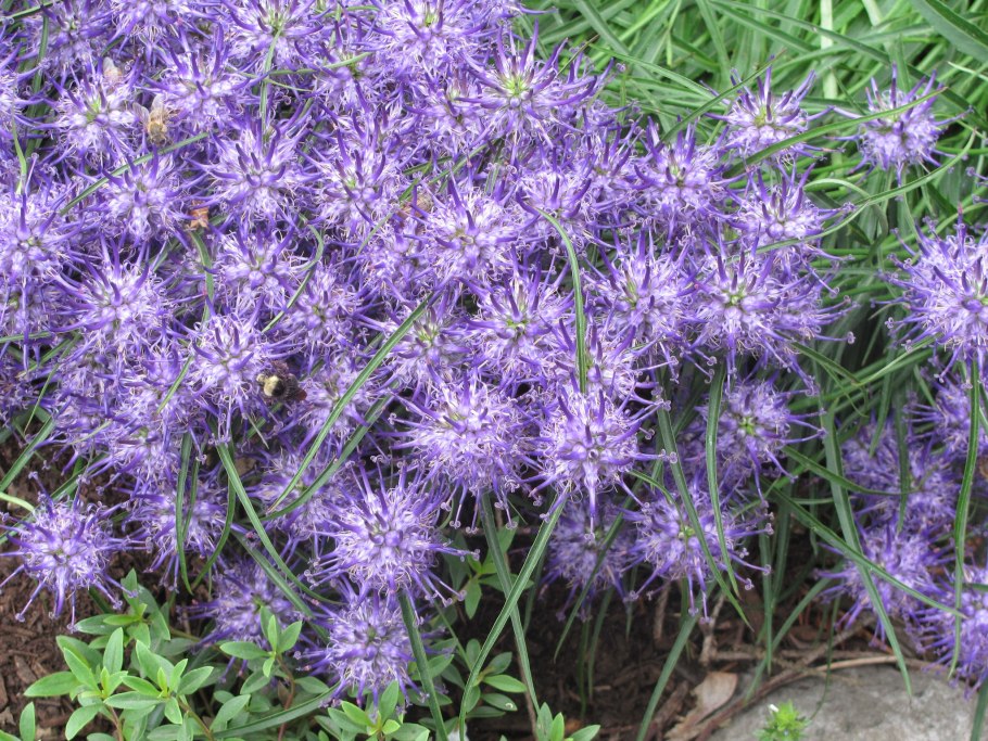 Кольник Шейхцера (Phyteuma scheuchzeri)