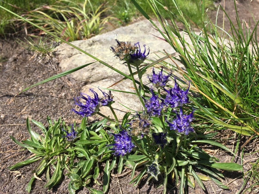 Кольник Шейхцера (Phyteuma scheuchzeri)