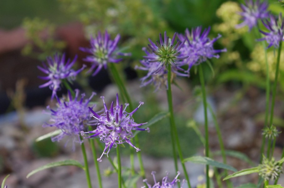 Кольник Фитеума