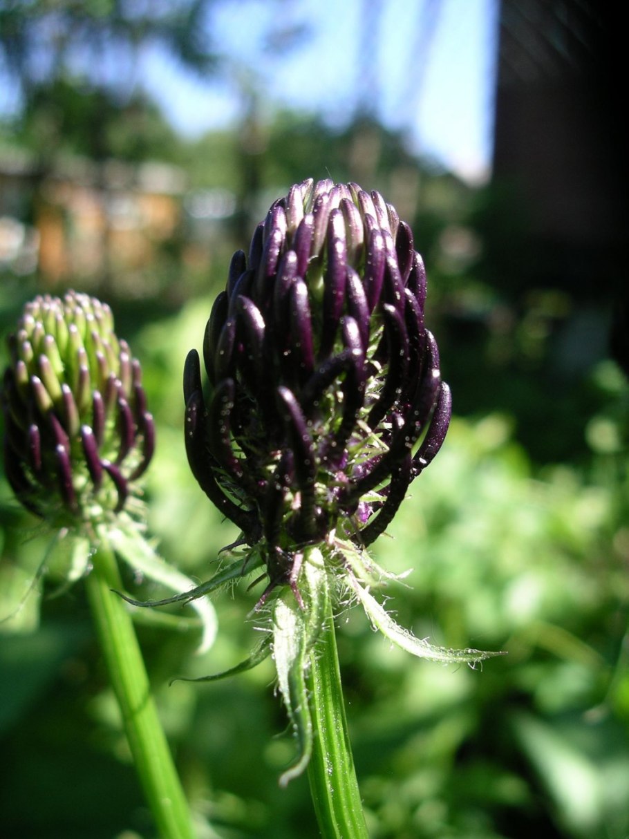 Phyteuma hemisphaericum