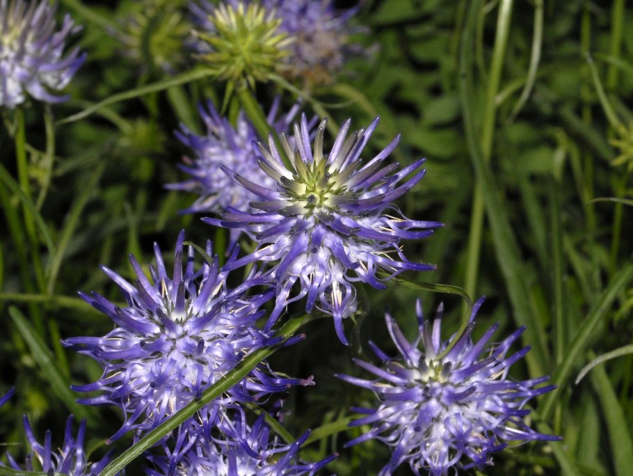 Кольник Шейхцера (Phyteuma scheuchzeri)