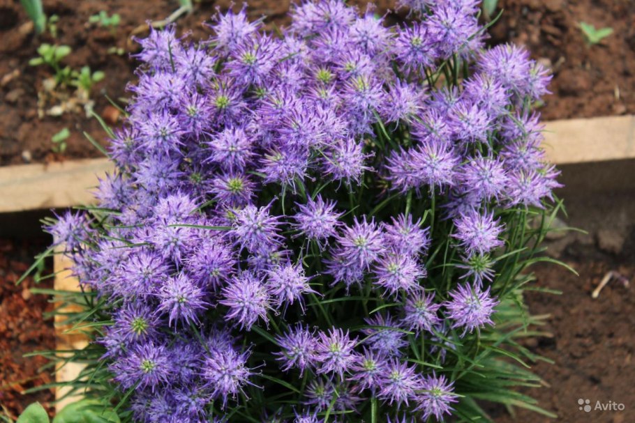 Кольник Шейхцера (Phyteuma scheuchzeri)