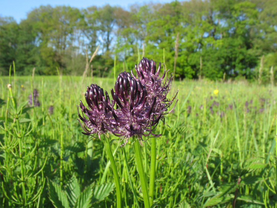 Кольник хохлатый (Phyteuma comosum)