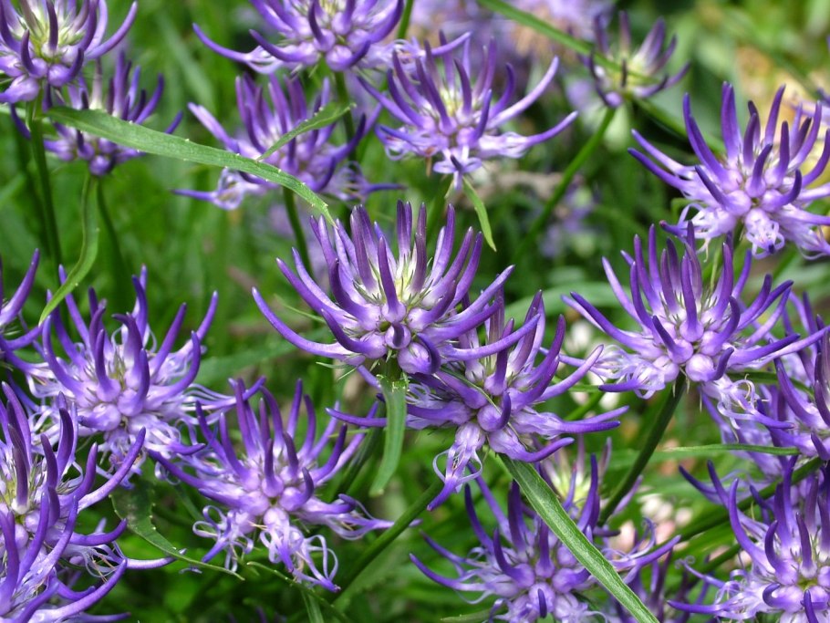 Кольник Вагнера