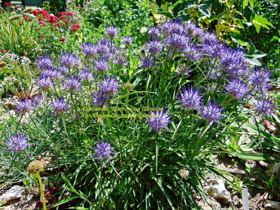 Кольник хохлатый