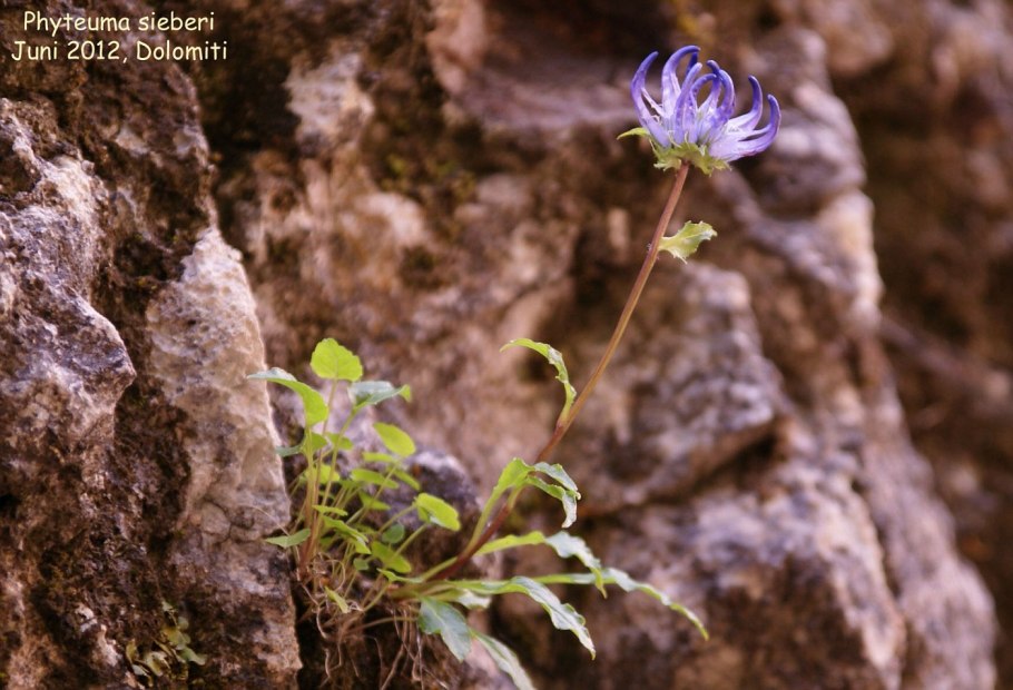 Атлас цветковых растений