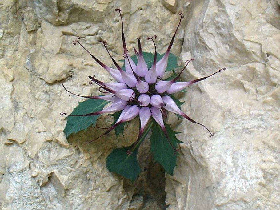 Physoplexis comosa