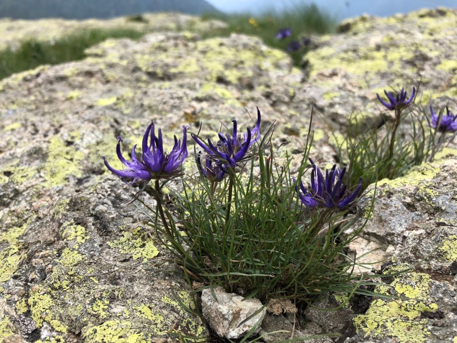 Phyteuma hemisphaericum