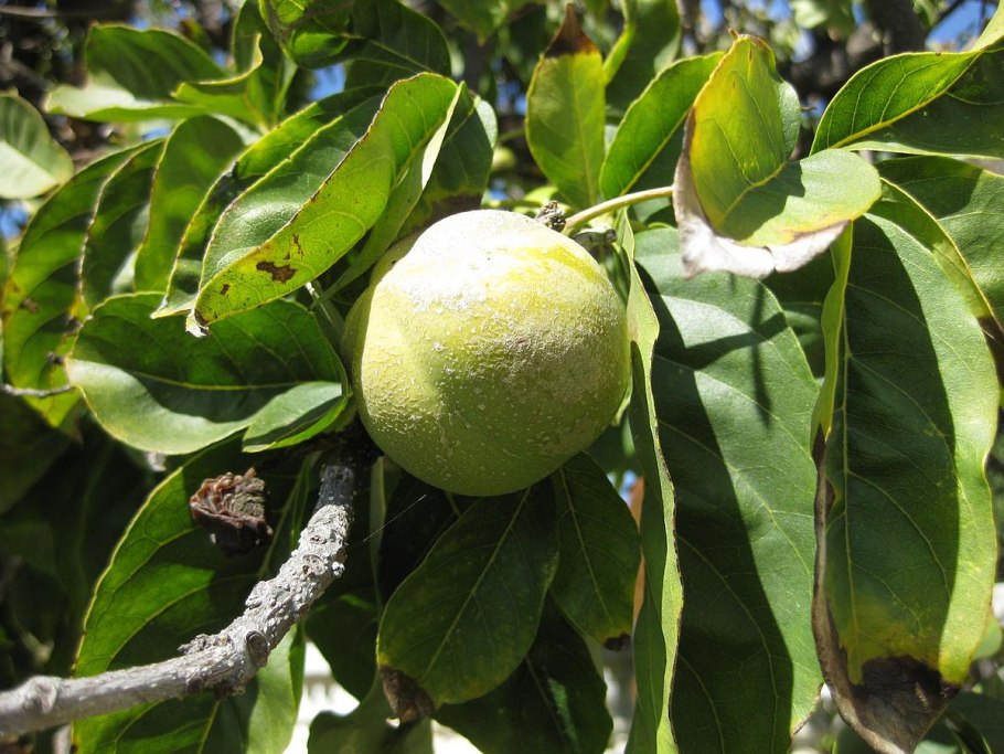 Белая сапота фрукт