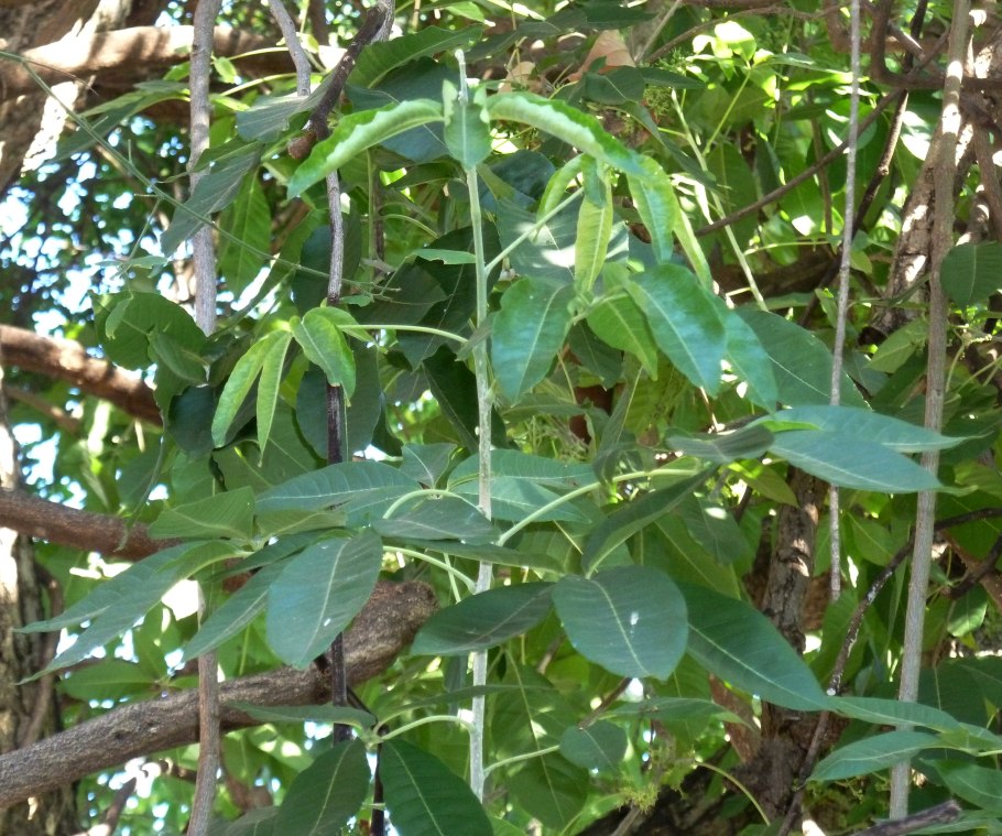 Мексиканское яблоко