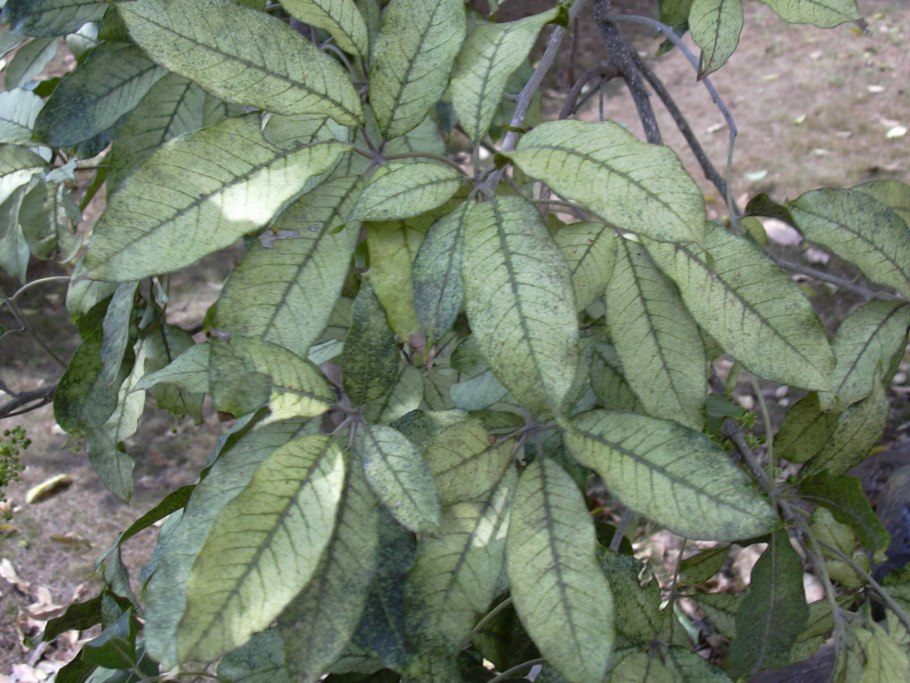 Casimiroa фрукт