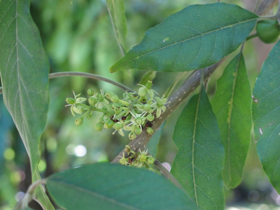 Сапота на ветке