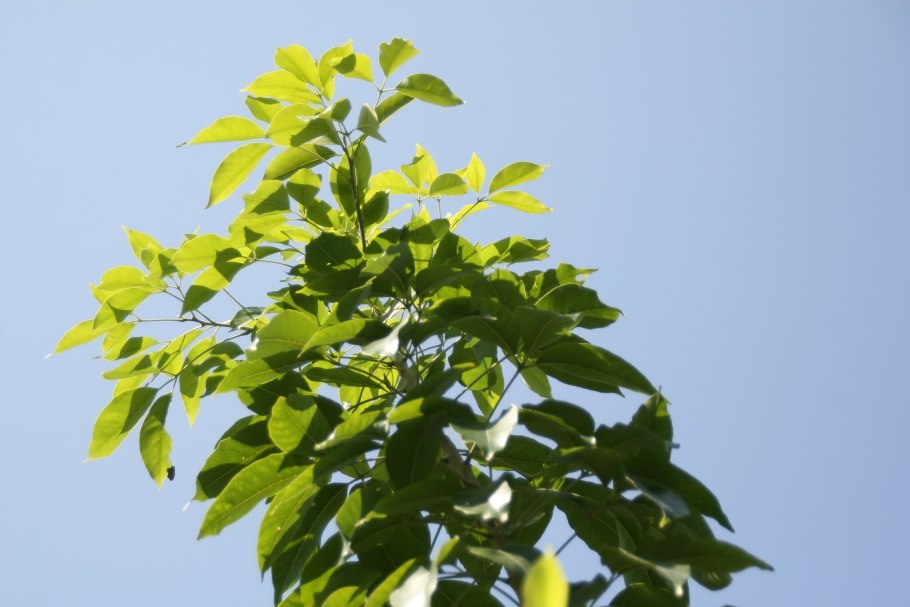 Белая сапота дерево