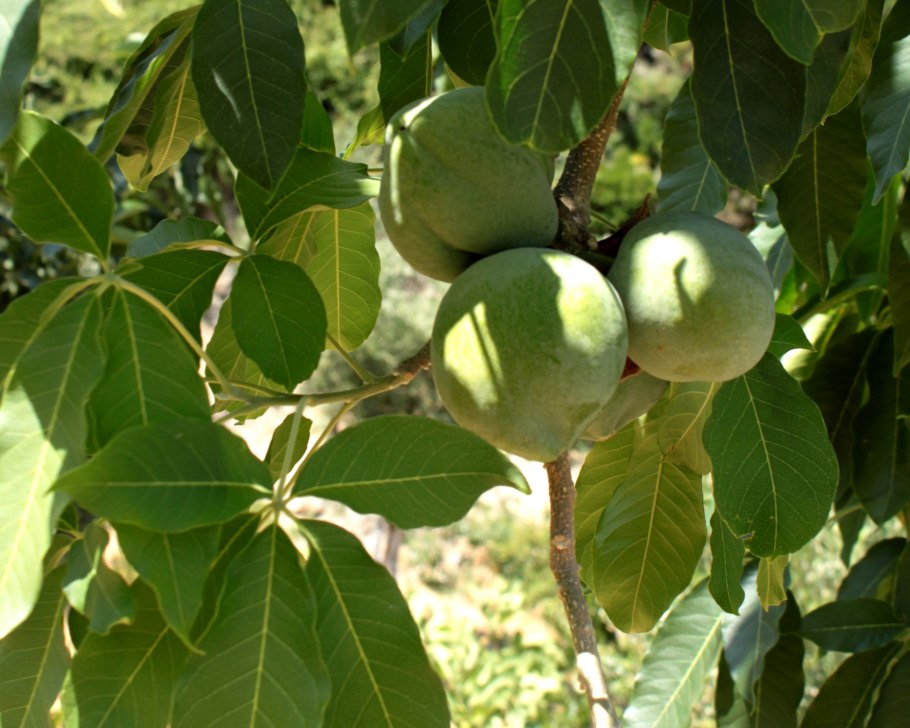 Белая сапота