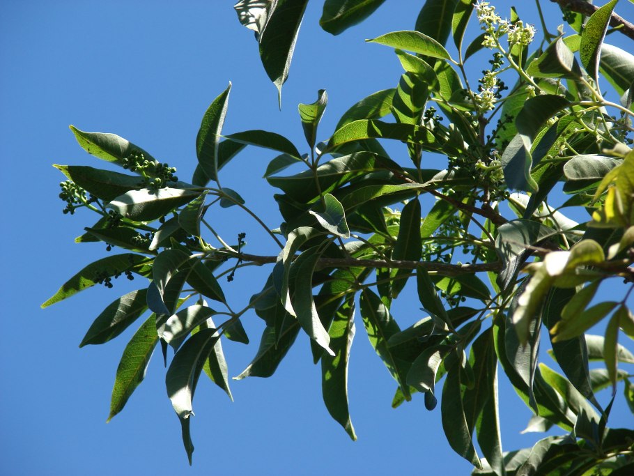 Мульт шахтеры с клубникой